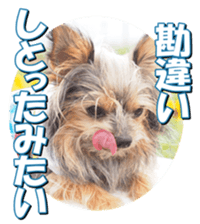 doggiesfan2 sticker #14460291