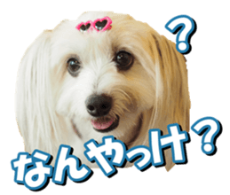 doggiesfan2 sticker #14460295