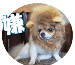 doggiesfan2 sticker #14460297