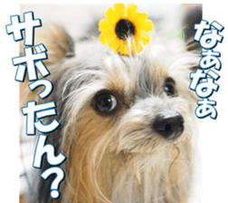 doggiesfan2 sticker #14460298