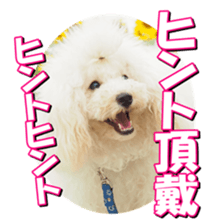doggiesfan2 sticker #14460299