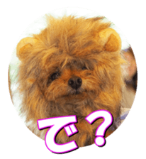 doggiesfan2 sticker #14460301