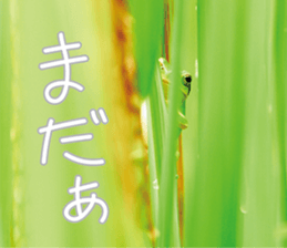 Pleasant creature Sticker sticker #14461343