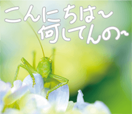 Pleasant creature Sticker sticker #14461354