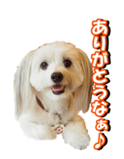 taratarafan2 sticker #14462639