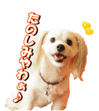 taratarafan2 sticker #14462640