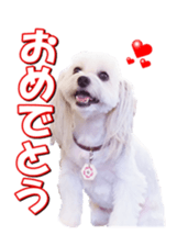 taratarafan2 sticker #14462641