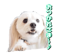 taratarafan2 sticker #14462644