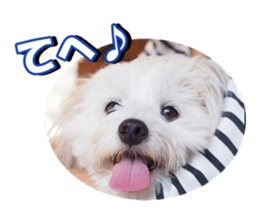 taratarafan2 sticker #14462647