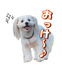 taratarafan2 sticker #14462648