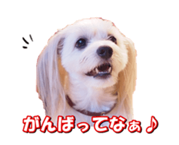 taratarafan2 sticker #14462650