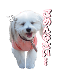 taratarafan2 sticker #14462652