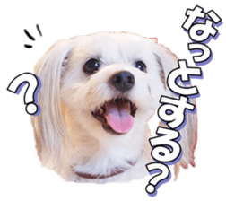 taratarafan2 sticker #14462656