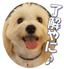 taratarafan2 sticker #14462657