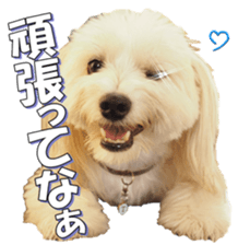 taratarafan2 sticker #14462658