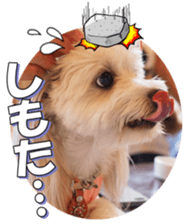 taratarafan2 sticker #14462659