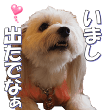 taratarafan2 sticker #14462660