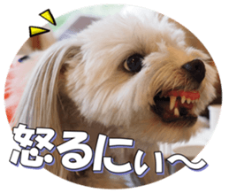 taratarafan2 sticker #14462661