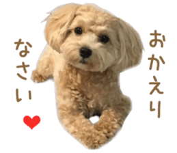 Real DOG Maltipoo2 sticker #14463319