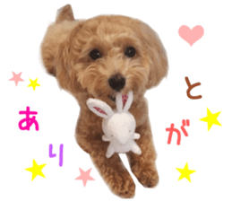 Real DOG Maltipoo2 sticker #14463320