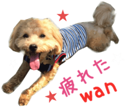 Real DOG Maltipoo2 sticker #14463324
