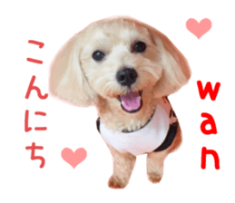Real DOG Maltipoo2 sticker #14463325