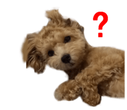 Real DOG Maltipoo2 sticker #14463326