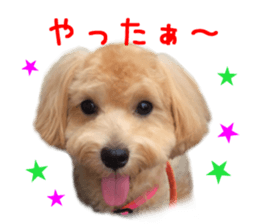Real DOG Maltipoo2 sticker #14463327