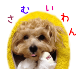 Real DOG Maltipoo2 sticker #14463328
