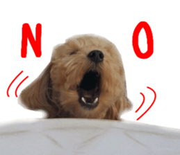 Real DOG Maltipoo2 sticker #14463329