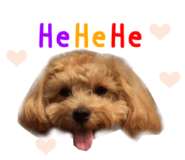 Real DOG Maltipoo2 sticker #14463331