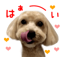 Real DOG Maltipoo2 sticker #14463332