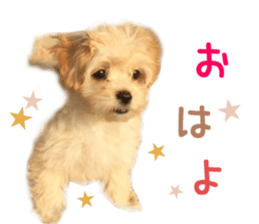 Real DOG Maltipoo2 sticker #14463334