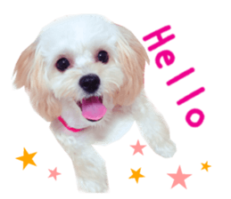Real DOG Maltipoo2 sticker #14463335