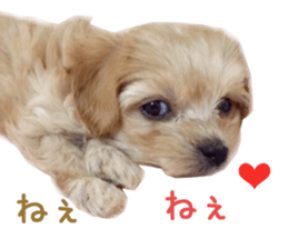 Real DOG Maltipoo2 sticker #14463336