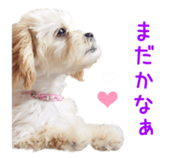 Real DOG Maltipoo2 sticker #14463337