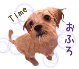 Real DOG Maltipoo2 sticker #14463338
