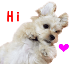 Real DOG Maltipoo2 sticker #14463340