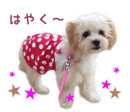 Real DOG Maltipoo2 sticker #14463341