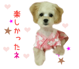 Real DOG Maltipoo2 sticker #14463342