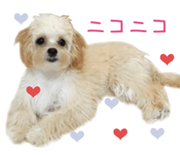 Real DOG Maltipoo2 sticker #14463343