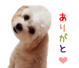 Real DOG Maltipoo2 sticker #14463344