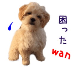 Real DOG Maltipoo2 sticker #14463345