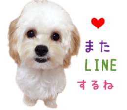Real DOG Maltipoo2 sticker #14463346