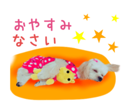 Real DOG Maltipoo2 sticker #14463348