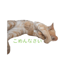 Adorable red tabby cat sticker #14464320