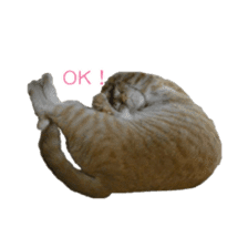 Adorable red tabby cat sticker #14464332