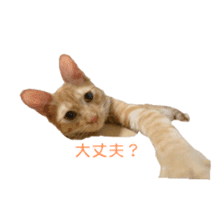 Adorable red tabby cat sticker #14464335