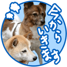 Chiroru& momo01 sticker #14464967