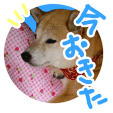 Chiroru& momo01 sticker #14464968